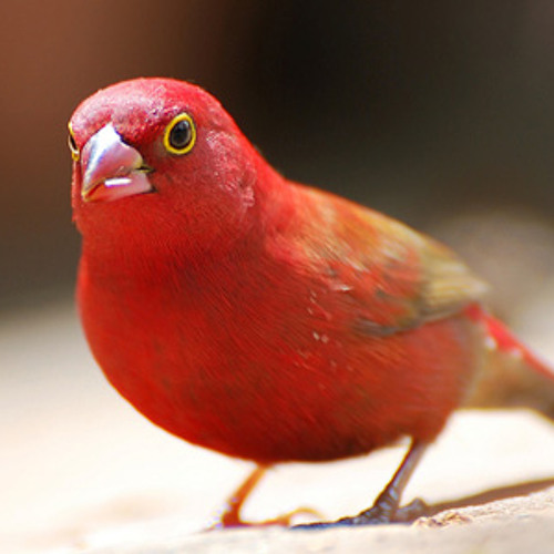 Burung Kenari By Benny Sopandi R On Soundcloud Hear The World S