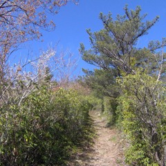 Rattlesnake Trail