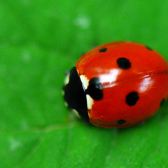 "Jimmy" reprise Moriarty - Novembre 2012