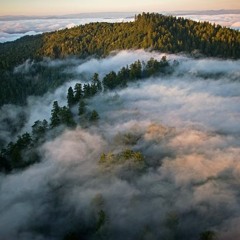 Deep Fog
