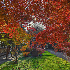 Automne - Fall