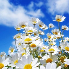 Printemps - Spring