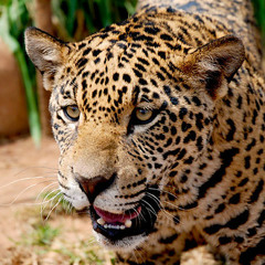 Chances of Survival (Extract taken from BBC Natural World 'Jaguars Born Free')