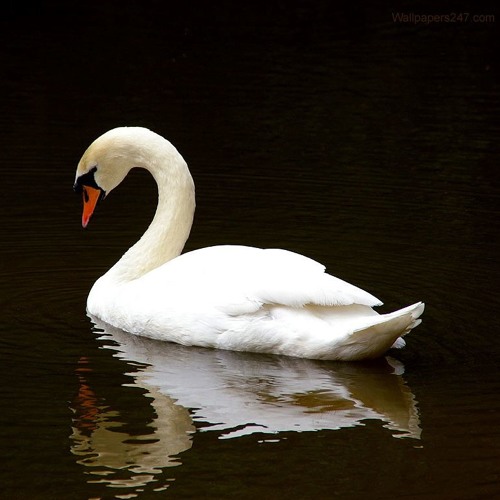 Russell plays "Le Cygne" (Godowsky; Saint-Saëns)