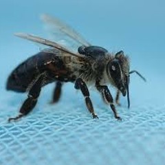 Dark Bubuyog (Unreleased and Incomplete) - Numerations