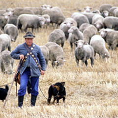 Pasa el Pastor. Sonidos del Campo 🐐🐑🔔