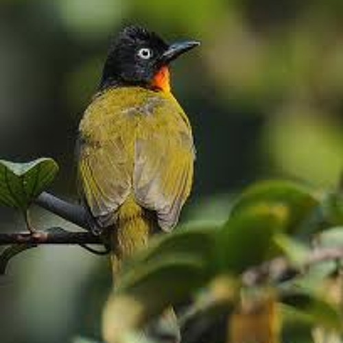 Burung Kutilang By Benny Beben On Soundcloud Hear The World S Sounds