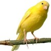 Download Burung Kenari Spanish Burung Kenari Spanish