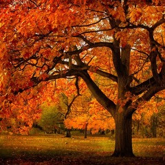 Follow You Down To The Red Oak Tree