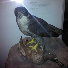 Voodoo Lady (Ween Cover)