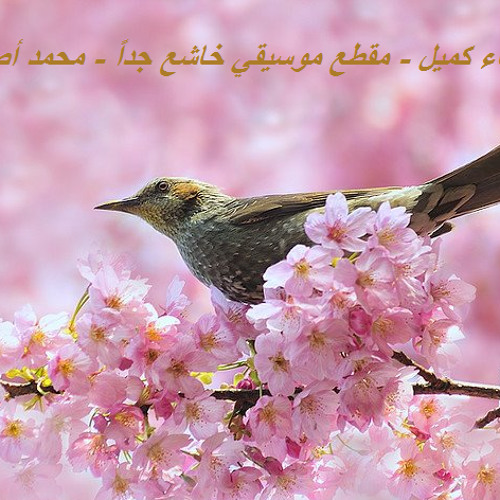 دعاء كميل - مقطع موسيقي خاشع جداً - محمد أصفهاني