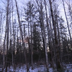 Forest,Wind,Tree Creaks