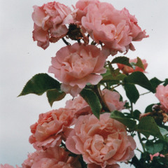 toriasusan- creep (nabes remix)