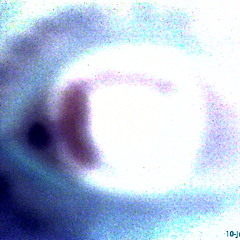 The Bass Monkey