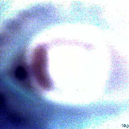 The Bass Monkey