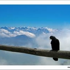 The Chameleons - Soul In Isolation acoustic cover