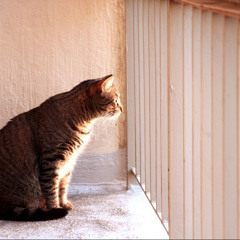 Kitty, Get Out From Under That Bed