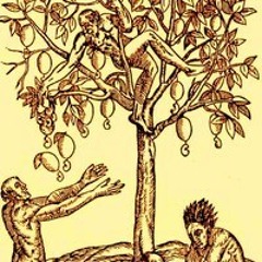 Cajueiro (Anacardium occidentale)