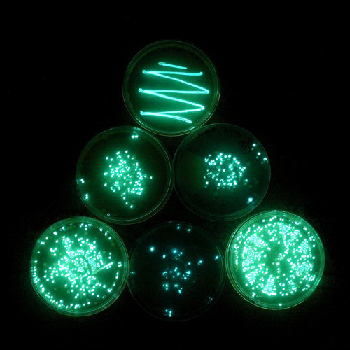 AMB - Glow (MIDI & Synthesis vizsgamunka @ University of West London)