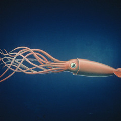 Carribou Reel / Cooley's Reel