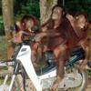 Psychomantra - Mat Rempit - KOLAPPADI ALBUM 2013