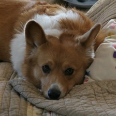 What Marty tells her beloved dog