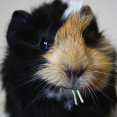 The singing rodent - intro/menu theme song