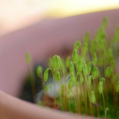 moss