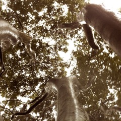 dgr69 - spring calling minimix pt2