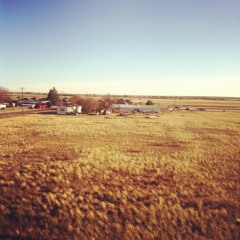 Ancient Cat Society-Golden Geese