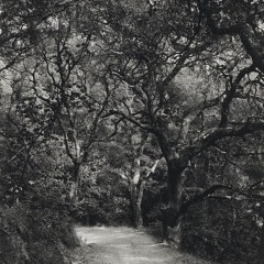 Geoff Lentin - and the jointed black bones of branches click