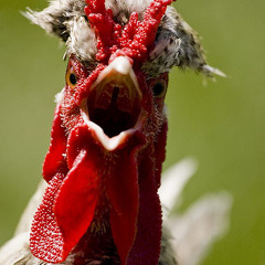 The Rooster's Call
