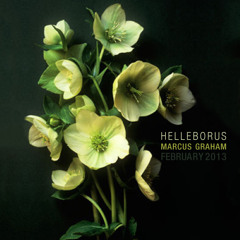 Marcus Graham - Helleborus - February 2013 (DOWNLOAD)