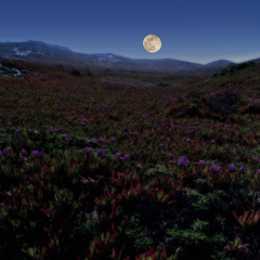 Running on a Dark Meadow - Milana Zilnik (composer, pianist),  Ray McGinnis (producer, arranger)
