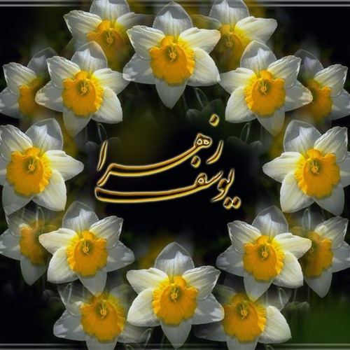 یابن الزّهرا س