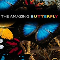 The Amazing Butterfly (Audio Outreach Tract)