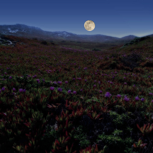 Running on a dark meadow - Milana (composition, piano), Ray McGinnis (arrangement, production)