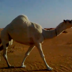 يا عميق - شيله رهيبه جدا للدواسر في الشيخ عميق الدوسري