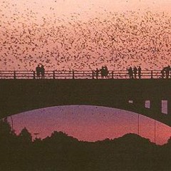 1.5 million large bat colony under bridge in Austin, Texas