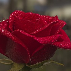 Mohamed