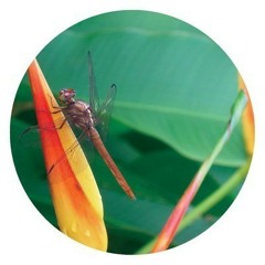 Daniel Zuur & NyFan-Dream Catcher (original)(vinyl)