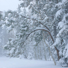 snow blower