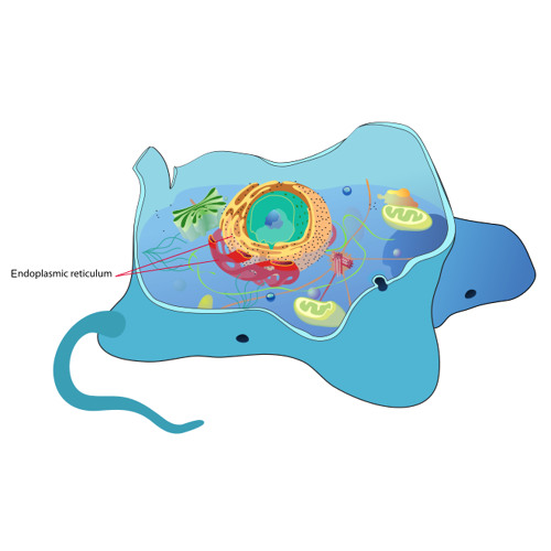 Endoplasmic Reticulum