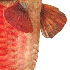 My Last Song About You