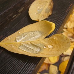 Mãi Mãi - Bùi Anh Tuấn
