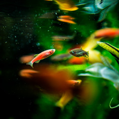 旅行的意義 the meaning of travel (kai's cover)