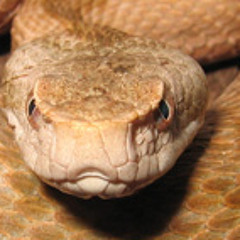 Aweminus - Viper