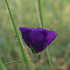 Beethoven's 6th Symphony - 1st Movement