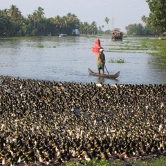Gemunkel für´s Getümmel