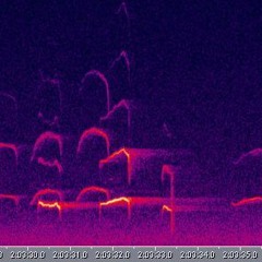 Presumably Western Sceech Owls - 9seconds